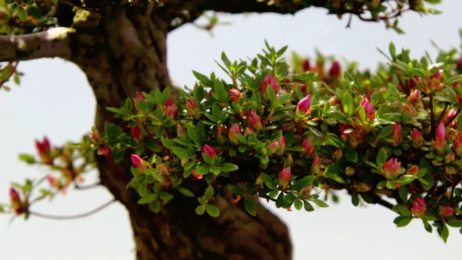 Tree Vs Bonsai
