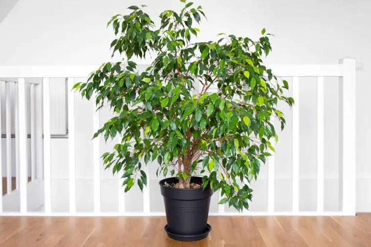 Best Bonsai for Low Light