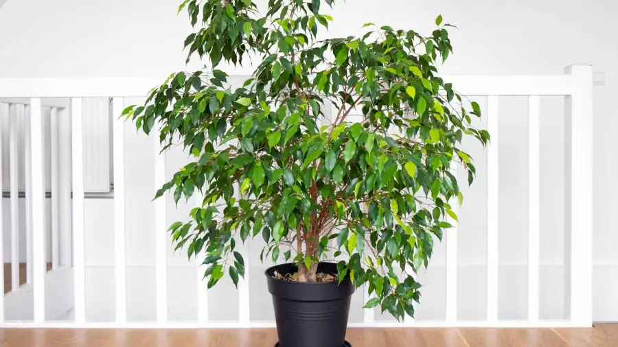 Best Bonsai for Low Light