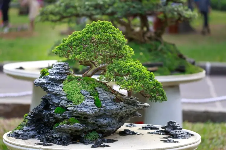 Bonsai Ficus Care