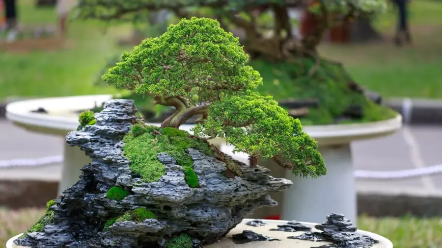 Bonsai Ficus Care