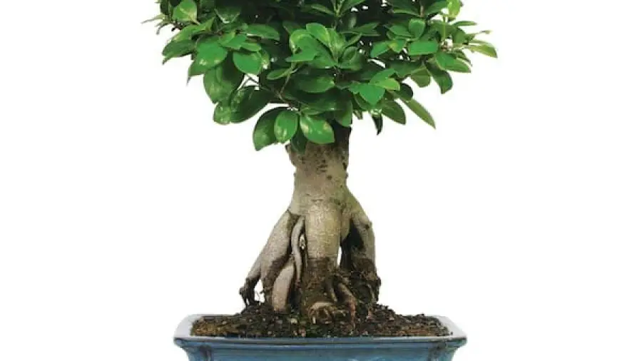 Bonsai Grafting