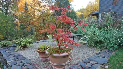 Can Bonsai Trees Survive Winter