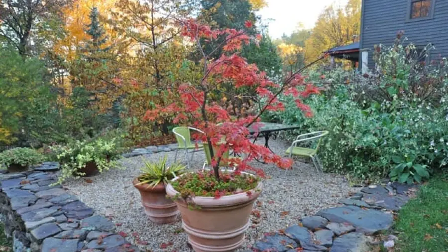 Can Bonsai Trees Survive Winter