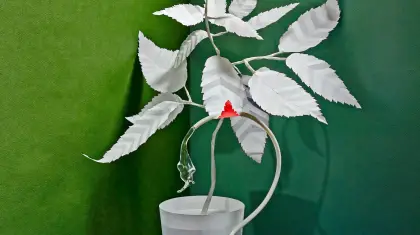 Disadvantages of Bonsai Plants
