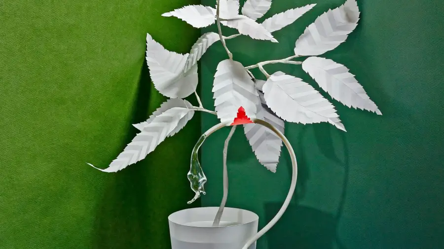 Disadvantages of Bonsai Plants