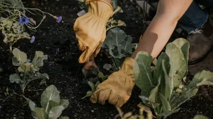 Gardening to Do List by Month