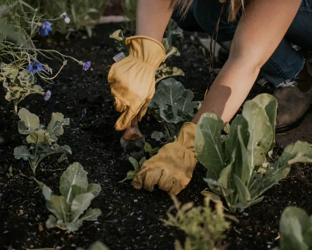 Gardening to Do List by Month
