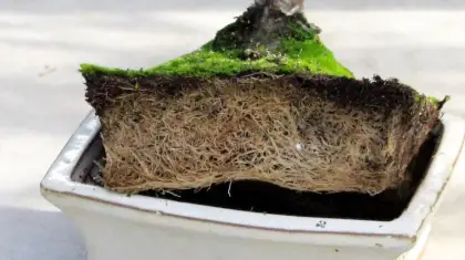 How Do You Know When Your Bonsai Needs Repotting