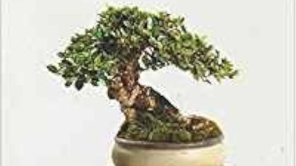 How Many Styles of Bonsai