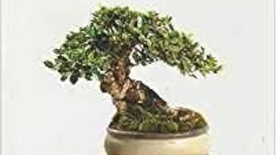 How Many Styles of Bonsai