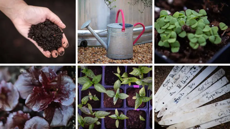 How to Start a Garden: 10 Easy Steps for Beginners