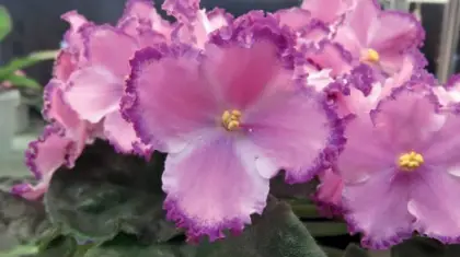 Indoor Gardening Orchids