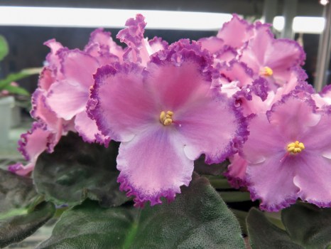 Indoor Gardening Orchids