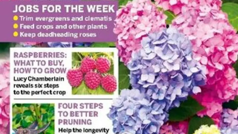 When is the Best Time to Plant Hydrangeas