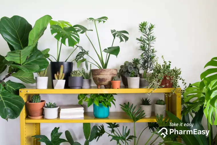 Which Bonsai Tree Brings Good Luck?