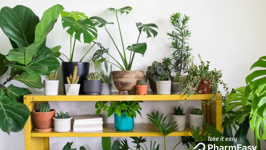 Which Bonsai Tree Brings Good Luck?