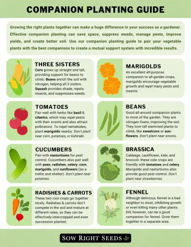 Which Garden Plants Grow Well Together