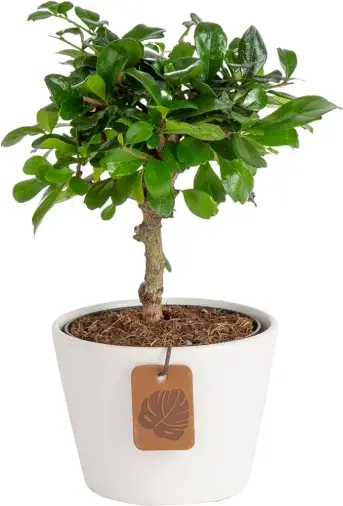 Will a Bonsai Tree Grow in an Office ?