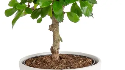 Will a Bonsai Tree Grow in an Office ?