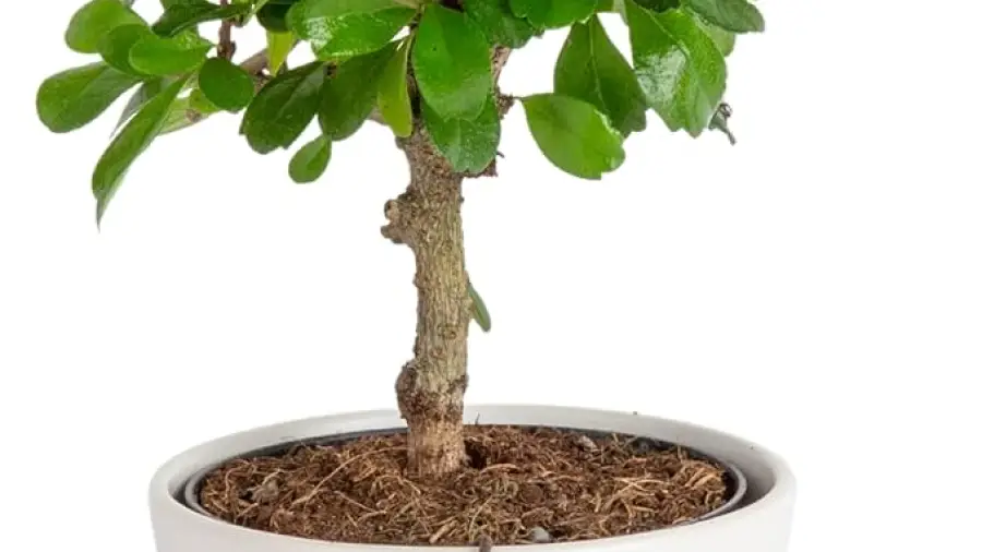 Will a Bonsai Tree Grow in an Office ?