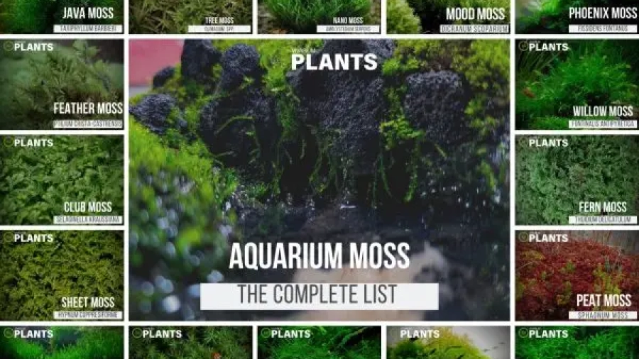 Will Garden Moss Grow in Aquarium