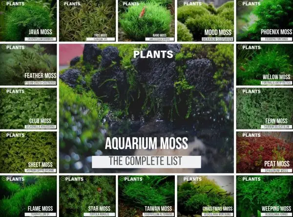Will Garden Moss Grow in Aquarium