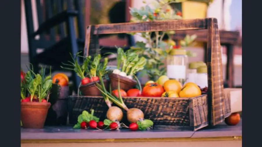 Balcony Gardening Vegetables