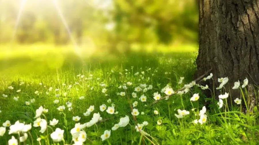 Garden Plants That Beat the Heat