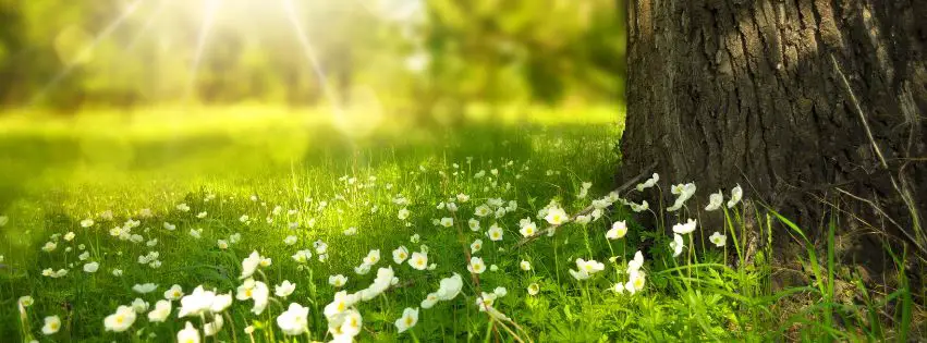 Garden Plants That Beat the Heat