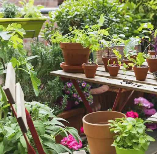 Balcony Gardening Ideas