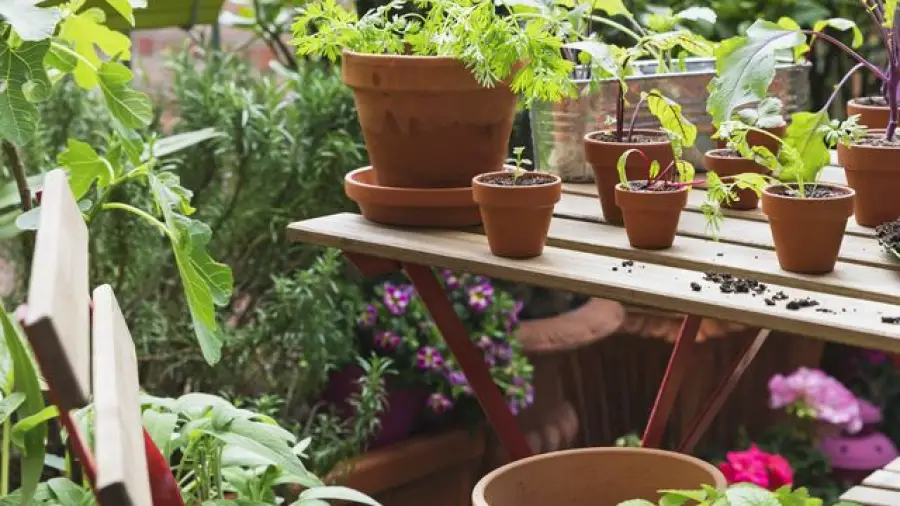 Balcony Gardening Ideas