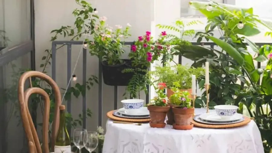 Balcony Gardening Plants