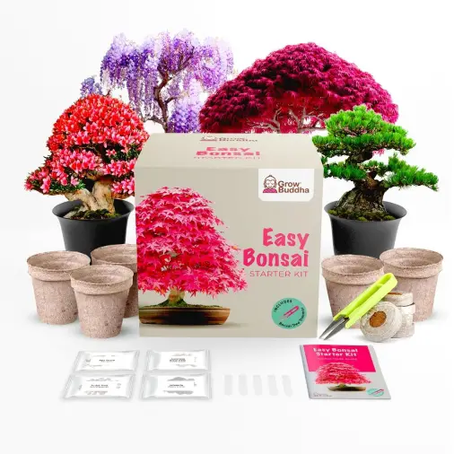 Beginner Bonsai Care Tips