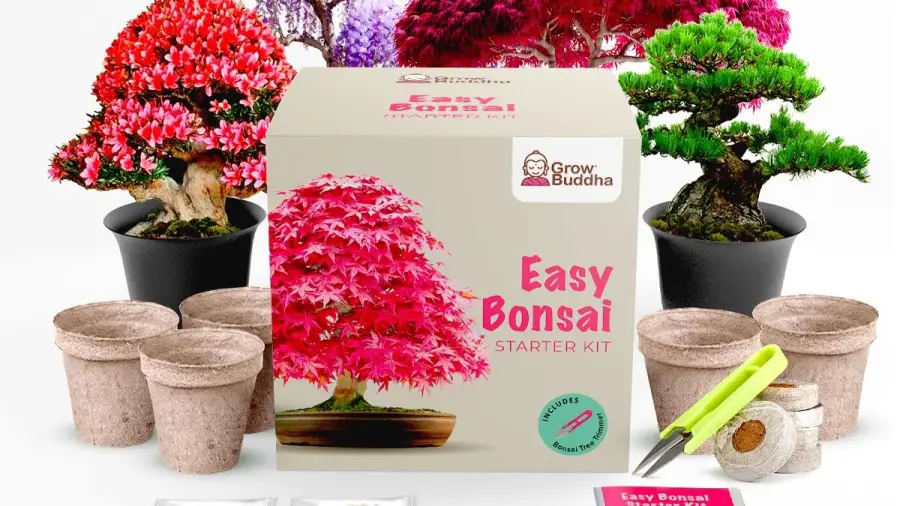 Beginner Bonsai Care Tips