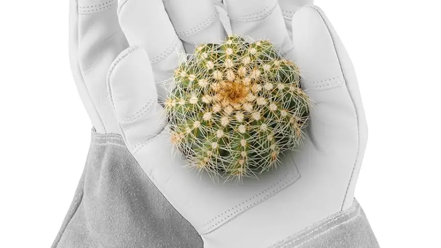 Best Gardening Gloves for Handling Cactus