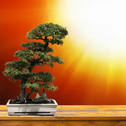 Bonsai Care During Hot Weather