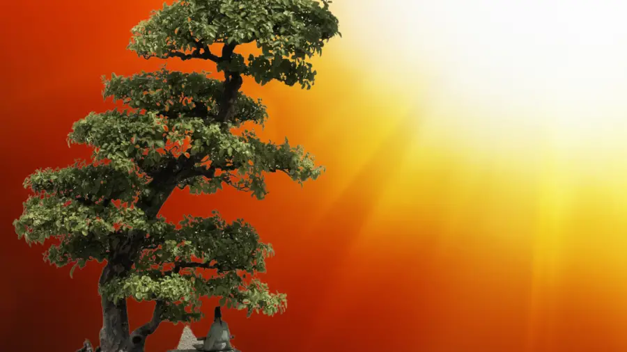 Bonsai Care During Hot Weather