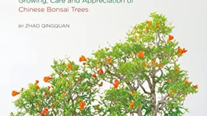 Bonsai on Rock