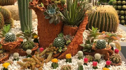 Cactus Gardening Ideas