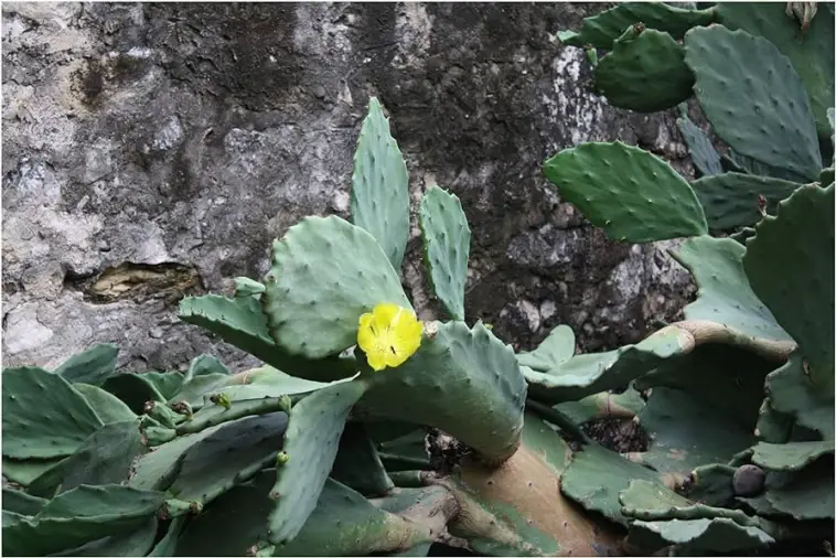 Cactus Gardening Tips