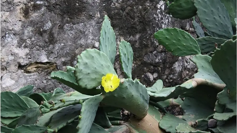 Cactus Gardening Tips