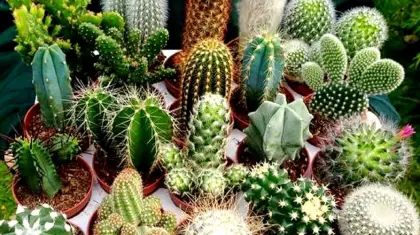 How to Get Cactus Green Seeds for Gardening