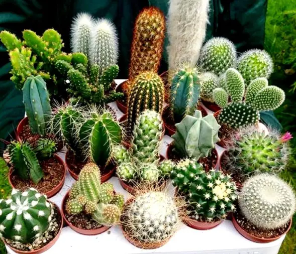 How to Get Cactus Green Seeds for Gardening