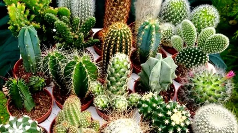 How to Get Cactus Green Seeds for Gardening