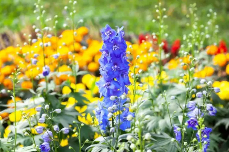 Summer Gardening How-To Guide