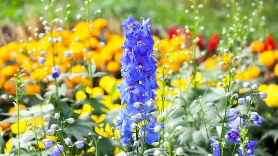 Summer Gardening How-To Guide