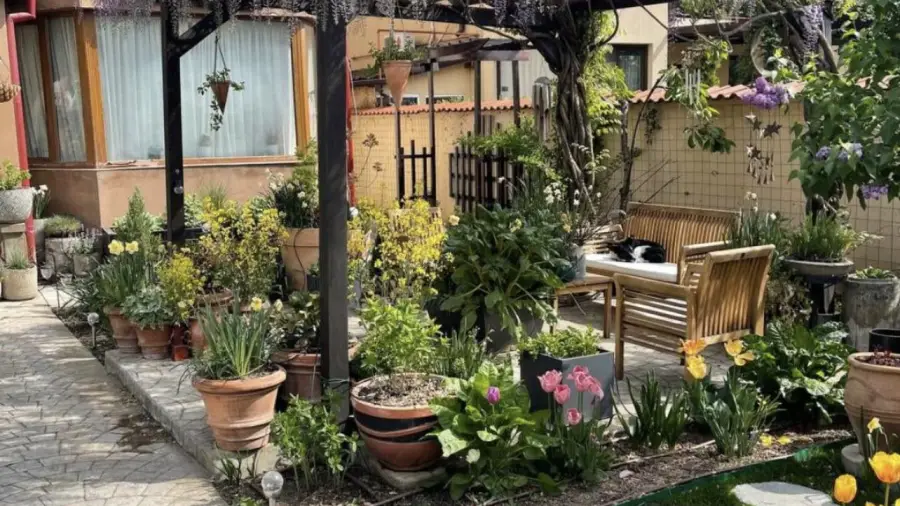 Summer Rooftop Gardening Tips