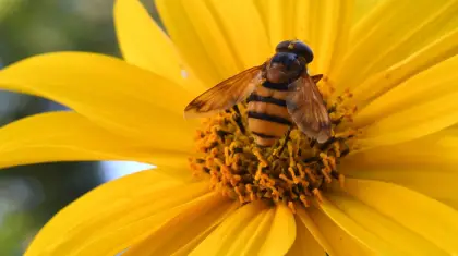 Create a Pollinator Paradise