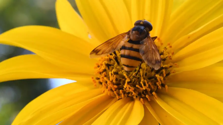 Create a Pollinator Paradise